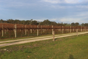 A small part of the many  fields of vines